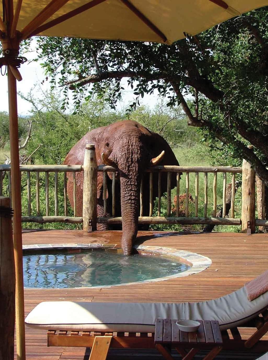 Etali Safari Lodge Madikwe Game Reserve Luaran gambar