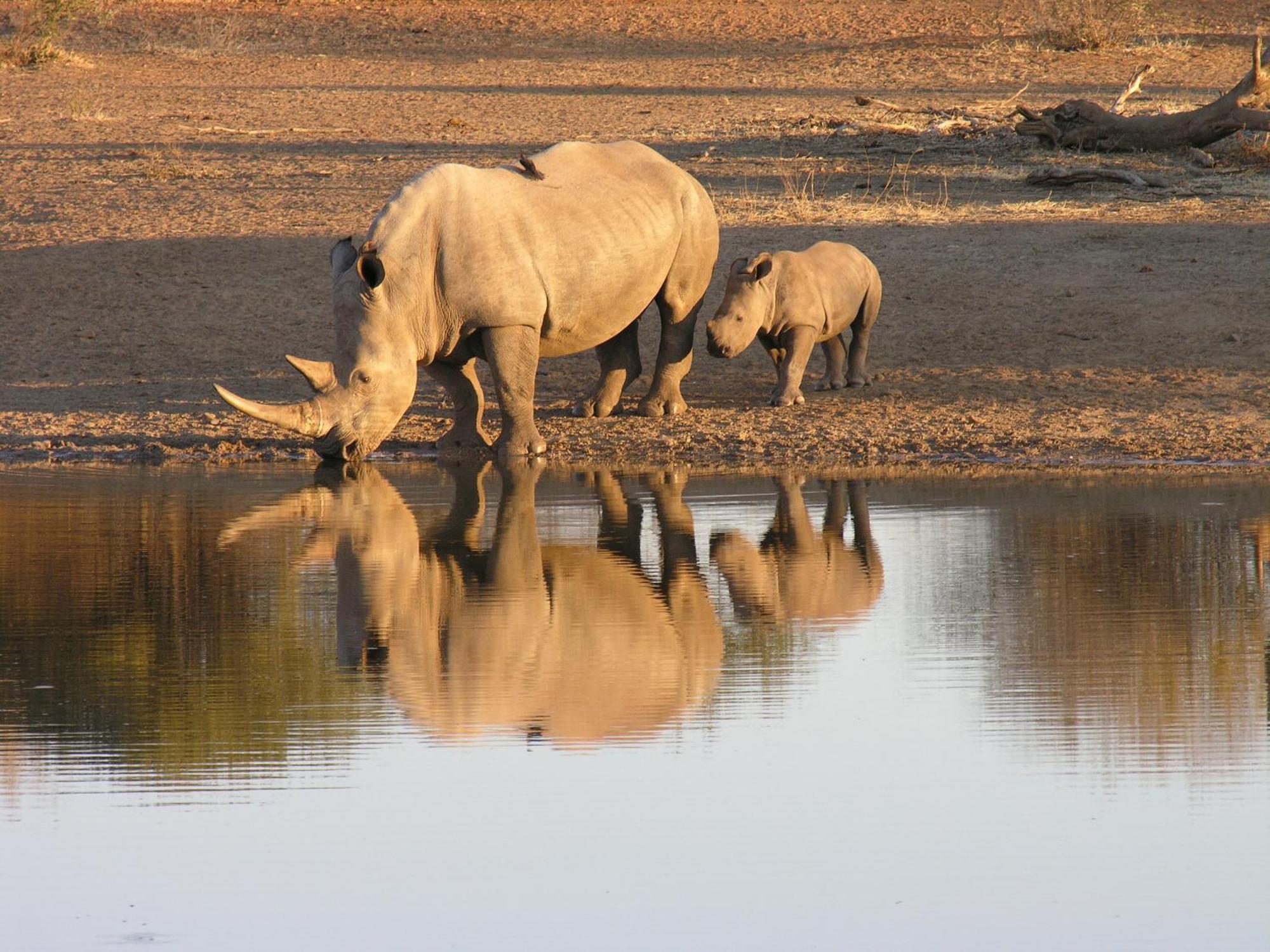 Etali Safari Lodge Madikwe Game Reserve Luaran gambar