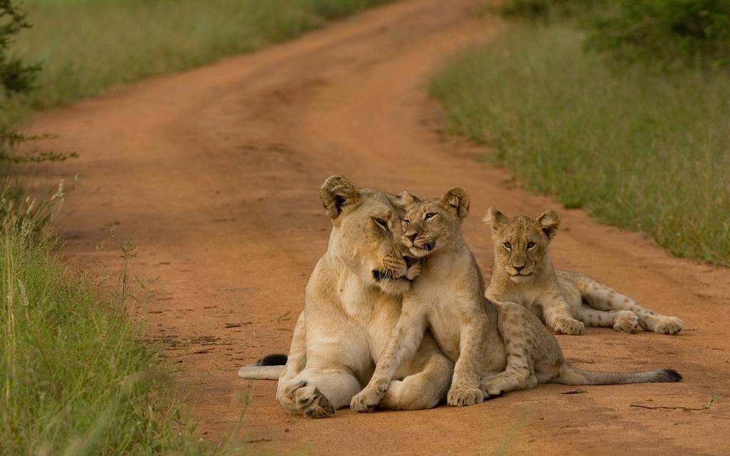 Etali Safari Lodge Madikwe Game Reserve Luaran gambar
